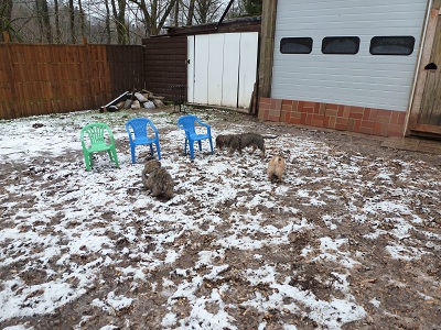 Hundeschule
