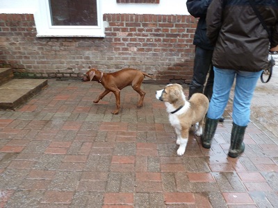 WELPEN