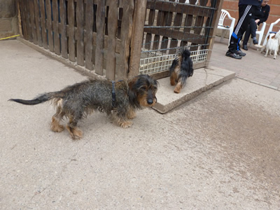 Hunde