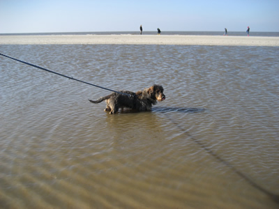 Filou