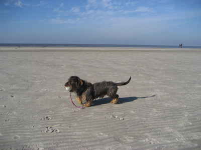 Filou