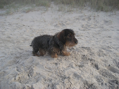 Filou