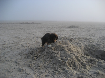 Filou
