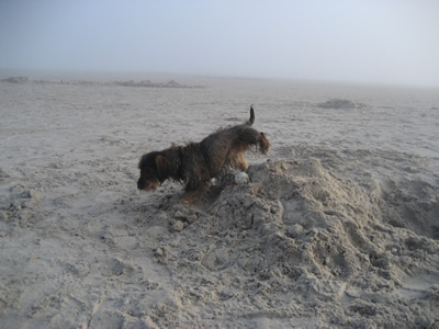 Filou