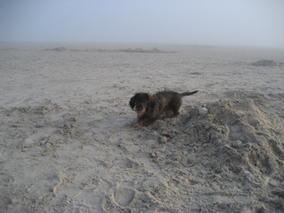 Filou