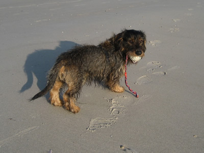 Filou