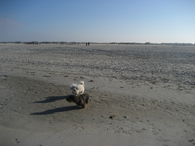 Filou