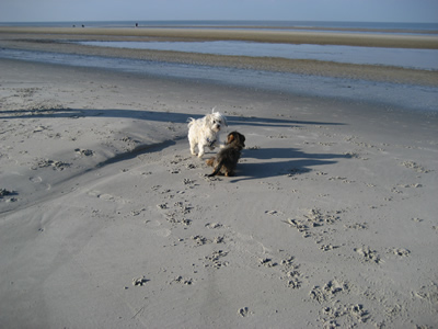 Filou