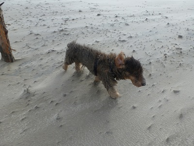 Filou