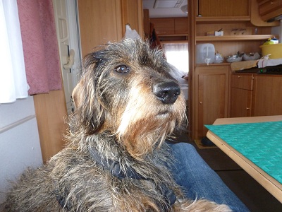 Filou