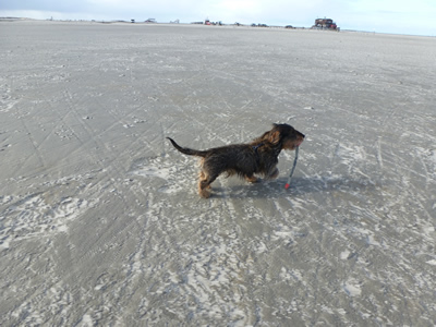 Filou