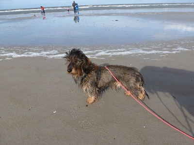 Filou