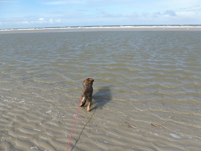 Filou
