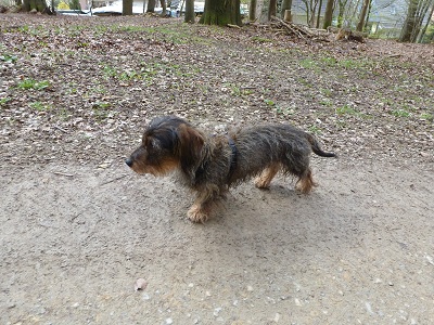 Filou
