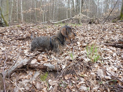 Filou