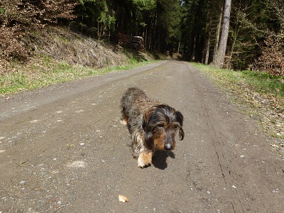 Filou
