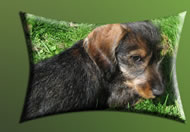 Filou