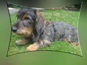 Filou