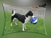 Willi
