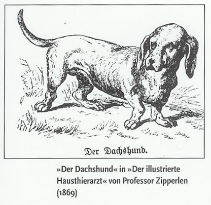 Dackel