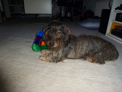 Filou