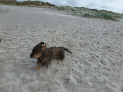 Filou