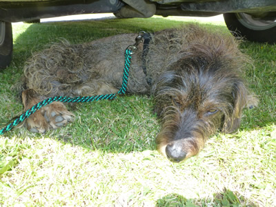 Filou