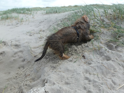 Filou