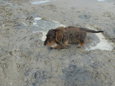 Filou