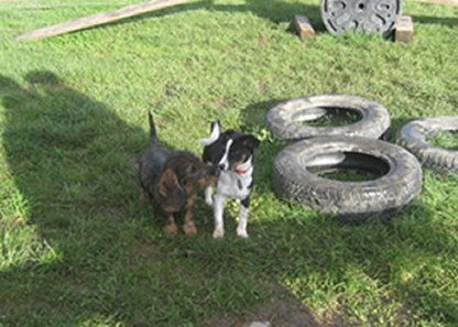 Filou und Willi