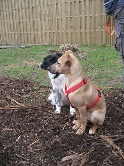 Stella und Bella