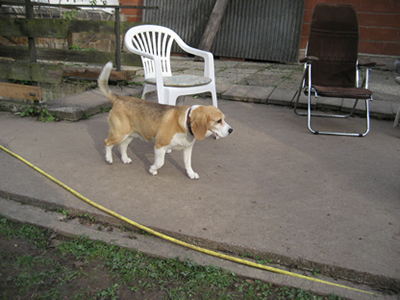Hund