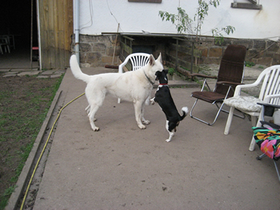 Willi