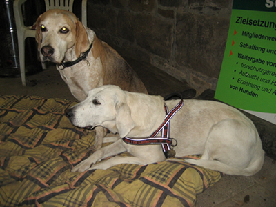 Hunde