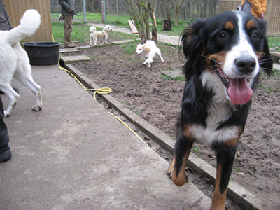 Hund