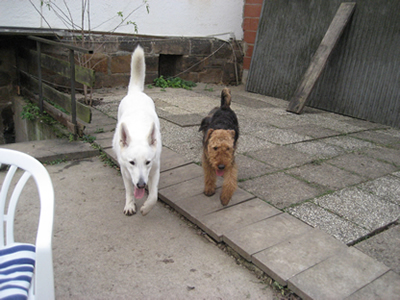 Hunde