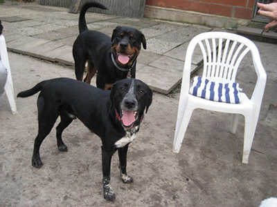 Hunde