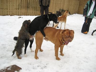 Hunde