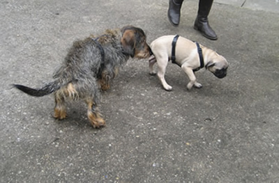 Hund