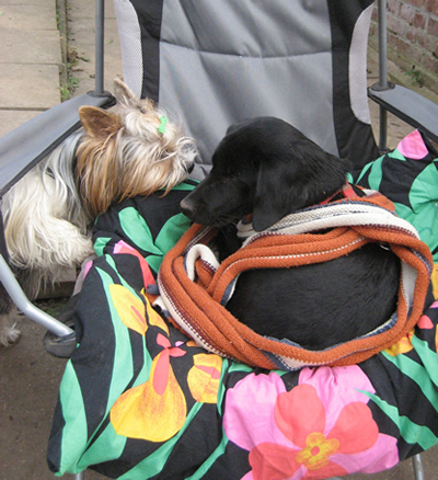 Lilli und Gizmo