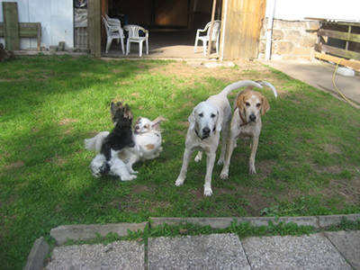 Hunde