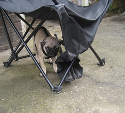 Hunde