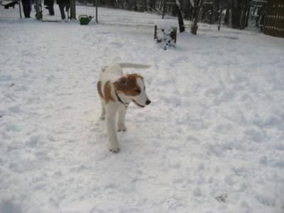 Kesper