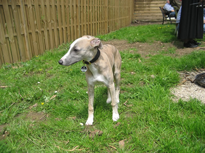 Merlin