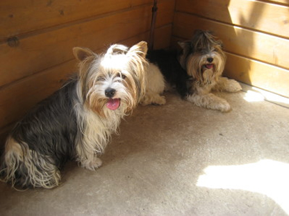 Justin und Gizmo