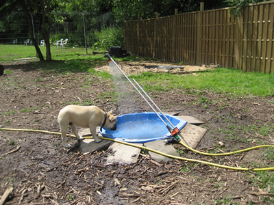 Hundebad