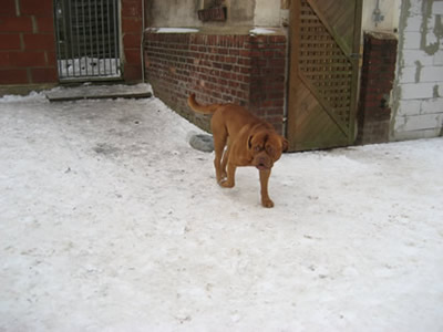 Bärli