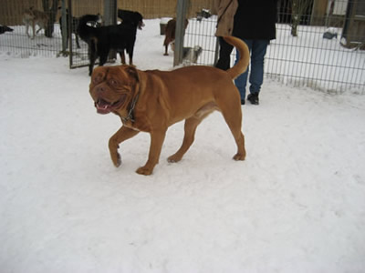 Bärli