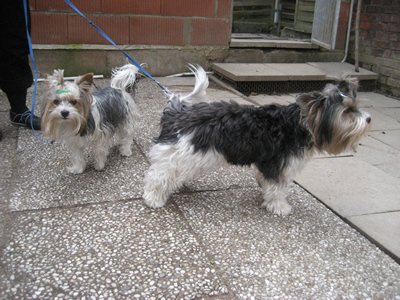 Justin und Gizmo