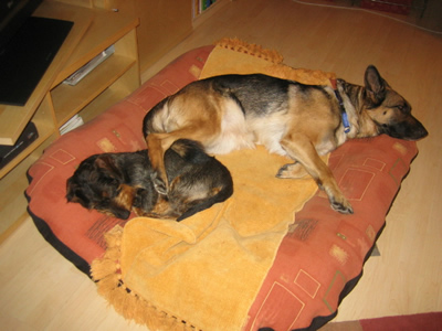 Stillleben